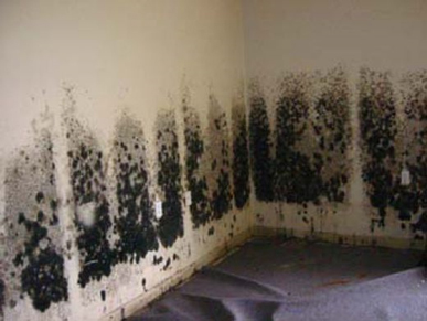 Mold and Mildew Removal Irvington,  NJ