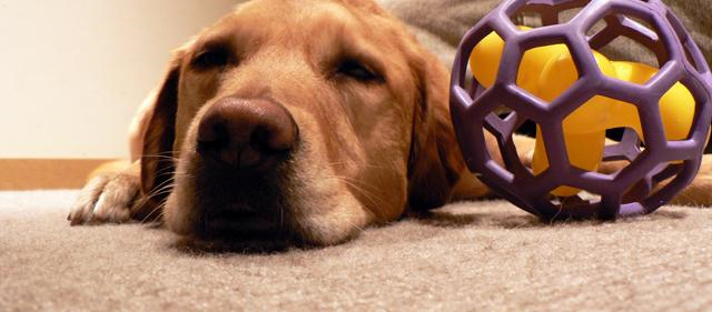 Pet Stain and Odor Removal Irvington,  NJ