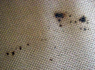 Spot & Stain Removal Irvington,  NJ