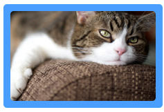 Upholstery Cleaning Irvington,  NJ